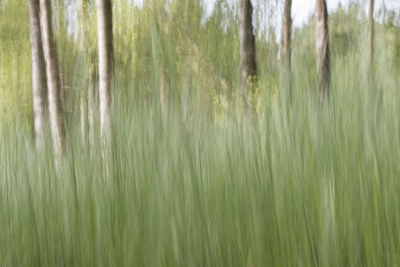 <i class='fa fa-user'></i>&nbsp;Chantal van Dooren&nbsp;|  Gras schildering&nbsp; <i class='fa fa-eye'>&nbsp;125</i> &nbsp; <i class='fa fa-comment-o'>&nbsp;4</i>