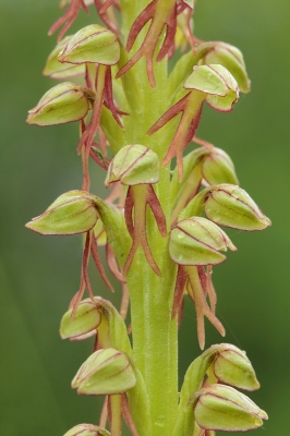 Maakte hier een close-up van de Poppenorchis, zodat de vorm en tekening van de poppetjes wat beter te zien zijn.
Gebruikte een nekkussen om de camera stabiel te leggen.
Verder afstandsbediening en live-view.