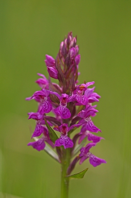 <i class='fa fa-user'></i>&nbsp;Cor&nbsp;|  Brede Orchis&nbsp; <i class='fa fa-eye'>&nbsp;95</i> &nbsp; <i class='fa fa-comment-o'>&nbsp;2</i>