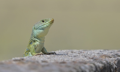 Tijdens het vogelen kwam ik deze Parelhagedis tegen op een muurtje.

hoi henk
http://www.hlfotografie.nl/