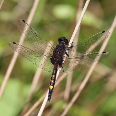<i class='fa fa-user'></i>&nbsp;Henk Baptist&nbsp;|  Gevlekte Witsnuitlibel&nbsp; <i class='fa fa-eye'>&nbsp;81</i> &nbsp; <i class='fa fa-comment-o'>&nbsp;0</i>