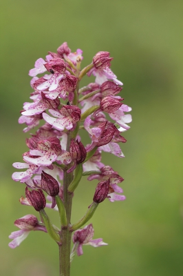 Deze Purperorchis groeide tegen een steile kalkrijke helling.
Gebruikte de groene laagte als achtergrond.
Maakte de foto vanaf een nekkussen m.b.v. afstandsbediening en live-view.