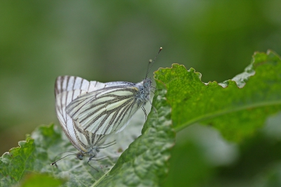 <i class='fa fa-user'></i>&nbsp;Cor&nbsp;|  Klein Geaderd Witje&nbsp; <i class='fa fa-eye'>&nbsp;79</i> &nbsp;<i class='fa fa-thumbs-up'>&nbsp;2</i> &nbsp; <i class='fa fa-comment-o'>&nbsp;6</i>