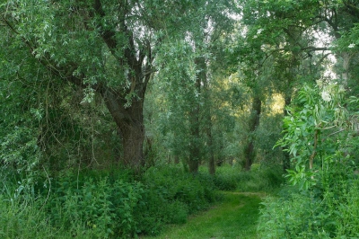 <i class='fa fa-user'></i>&nbsp;Jantine&nbsp;|  Groen in het kwadraat&nbsp; <i class='fa fa-eye'>&nbsp;117</i> &nbsp; <i class='fa fa-comment-o'>&nbsp;4</i>
