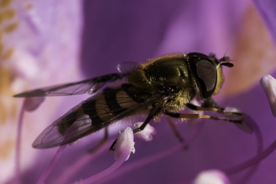 Het vliegje zat op een rhododenderon in het bos en ik had geluk dat hij even bleef zitten