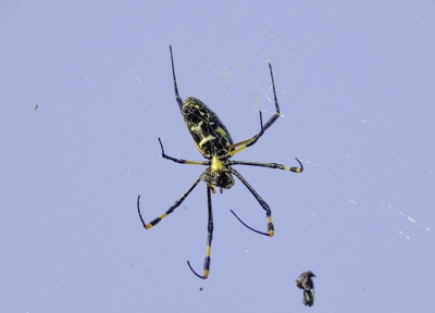 <i class='fa fa-user'></i>&nbsp;momo&nbsp;|  Trichonephila senegalensis&nbsp; <i class='fa fa-eye'>&nbsp;94</i> &nbsp; <i class='fa fa-comment-o'>&nbsp;8</i>