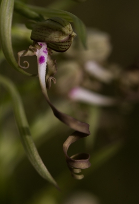 Met tussenringen de orchis benaderd. De bokkenorchis is een forse plant, een bloeiaar, bezet met veel kleine bloempjes; dit bloempje is recent ontloken gezien de lip die nog in de krul zit.