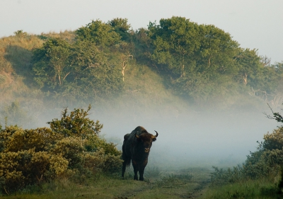 <i class='fa fa-user'></i>&nbsp;Eef Kieft&nbsp;|  Wisent&nbsp; <i class='fa fa-eye'>&nbsp;236</i> &nbsp; <i class='fa fa-comment-o'>&nbsp;7</i>