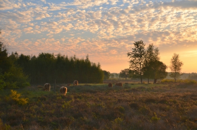 <i class='fa fa-user'></i>&nbsp;B.M.Schouten-Ruis&nbsp;|  Schotse hooglanders in het Reestdal bij zonsopkomst&nbsp; <i class='fa fa-eye'>&nbsp;186</i> &nbsp;<i class='fa fa-thumbs-up'>&nbsp;8</i> &nbsp; <i class='fa fa-comment-o'>&nbsp;12</i>
