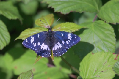 <i class='fa fa-user'></i>&nbsp;groenvogel57&nbsp;|  Blauwe IJsvogelvlinder&nbsp; <i class='fa fa-eye'>&nbsp;190</i> &nbsp;<i class='fa fa-thumbs-up'>&nbsp;1</i> &nbsp; <i class='fa fa-comment-o'>&nbsp;4</i>