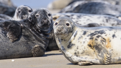 <i class='fa fa-user'></i>&nbsp;Jody Z&nbsp;|  Grijze Zeehond&nbsp; <i class='fa fa-eye'>&nbsp;112</i> &nbsp;<i class='fa fa-thumbs-up'>&nbsp;1</i> &nbsp; <i class='fa fa-comment-o'>&nbsp;5</i>