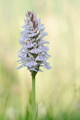 <i class='fa fa-user'></i>&nbsp;Johan van Gurp&nbsp;|  Gevlekte Orchis&nbsp; <i class='fa fa-eye'>&nbsp;96</i> &nbsp;<i class='fa fa-thumbs-up'>&nbsp;1</i> &nbsp; <i class='fa fa-comment-o'>&nbsp;6</i>