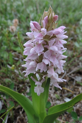 <i class='fa fa-user'></i>&nbsp;A. Soeting&nbsp;|  Vleeskleurige Orchis&nbsp; <i class='fa fa-eye'>&nbsp;69</i> &nbsp; <i class='fa fa-comment-o'>&nbsp;0</i>