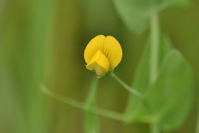 <i class='fa fa-user'></i>&nbsp;euroblinkie&nbsp;|  Naakte Lathyrus&nbsp; <i class='fa fa-eye'>&nbsp;55</i> &nbsp; <i class='fa fa-comment-o'>&nbsp;1</i>