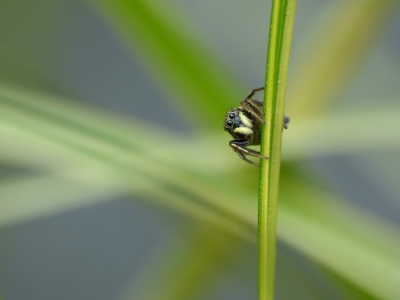 De gewone blinker vast kunnen leggen in de grasplanten in onze tuin.
Ik zie ze regelmatig door het gras kruipen. Ik zat met de camera in de aanslag rustig te kijken. Al snel kwam deze voor me, meteen de camera gepakt en deze 'hangend' aan het gras kunnen vastleggen.