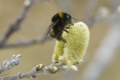 <i class='fa fa-user'></i>&nbsp;Ger M&nbsp;|  Bombus sporadicus&nbsp; <i class='fa fa-eye'>&nbsp;179</i> &nbsp; <i class='fa fa-comment-o'>&nbsp;7</i>