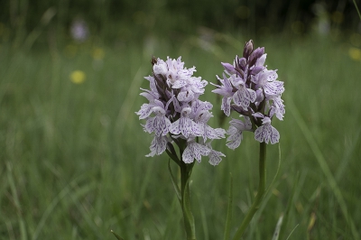 <i class='fa fa-user'></i>&nbsp;Henk van den Born&nbsp;|  Gevlekte Orchis&nbsp; <i class='fa fa-eye'>&nbsp;96</i> &nbsp; <i class='fa fa-comment-o'>&nbsp;3</i>