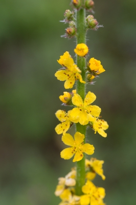 In dezelfde omgeving als de kleverige ogentroost stond ook deze. Aanvankelijk dacht ik aan zwarte toorts, later begon ik te twijfelen, is het wel een verbascum?
Wie helpt?