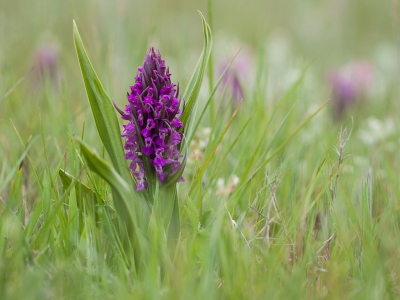 <i class='fa fa-user'></i>&nbsp;Michiel Janssen&nbsp;|  Vleeskleurige Orchis&nbsp; <i class='fa fa-eye'>&nbsp;127</i> &nbsp;<i class='fa fa-thumbs-up'>&nbsp;3</i> &nbsp; <i class='fa fa-comment-o'>&nbsp;5</i>