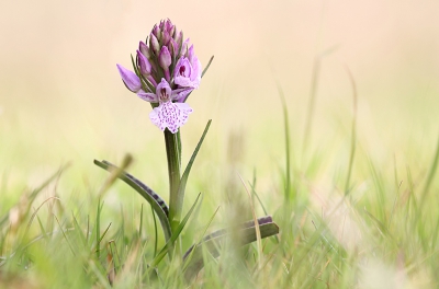 <i class='fa fa-user'></i>&nbsp;Pieter  LJ&nbsp;|  Gevlekte Orchis&nbsp; <i class='fa fa-eye'>&nbsp;127</i> &nbsp;<i class='fa fa-thumbs-up'>&nbsp;6</i> &nbsp; <i class='fa fa-comment-o'>&nbsp;9</i>