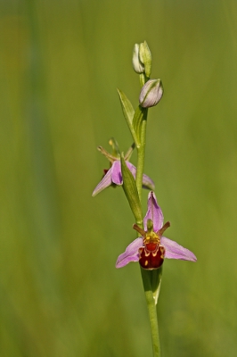 <i class='fa fa-user'></i>&nbsp;Cor&nbsp;|  Bijenorchis&nbsp; <i class='fa fa-eye'>&nbsp;122</i> &nbsp;<i class='fa fa-thumbs-up'>&nbsp;4</i> &nbsp; <i class='fa fa-comment-o'>&nbsp;12</i>