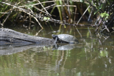 <i class='fa fa-user'></i>&nbsp;Ties Niehof&nbsp;|  Europese Moerasschildpad&nbsp; <i class='fa fa-eye'>&nbsp;93</i> &nbsp; <i class='fa fa-comment-o'>&nbsp;1</i>