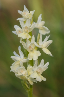 <i class='fa fa-user'></i>&nbsp;Michiel Janssen&nbsp;|  Dactylorhiza markusii&nbsp; <i class='fa fa-eye'>&nbsp;99</i> &nbsp; <i class='fa fa-comment-o'>&nbsp;1</i>