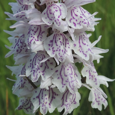 <i class='fa fa-user'></i>&nbsp;A. Soeting&nbsp;|  Gevlekte Orchis&nbsp; <i class='fa fa-eye'>&nbsp;97</i> &nbsp; <i class='fa fa-comment-o'>&nbsp;1</i>