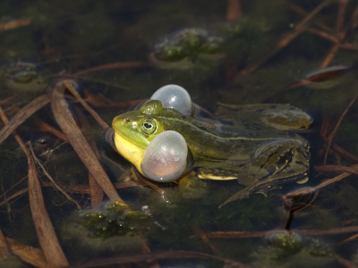 <i class='fa fa-user'></i>&nbsp;honderwa&nbsp;|  Groene Kikker sp.&nbsp; <i class='fa fa-eye'>&nbsp;84</i> &nbsp; <i class='fa fa-comment-o'>&nbsp;2</i>