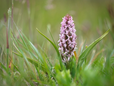 <i class='fa fa-user'></i>&nbsp;Michiel Janssen&nbsp;|  Vleeskleurige Duinorchis&nbsp; <i class='fa fa-eye'>&nbsp;106</i> &nbsp; <i class='fa fa-comment-o'>&nbsp;2</i>