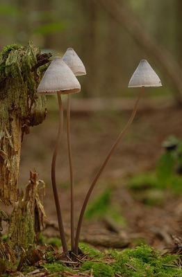 <i class='fa fa-user'></i> Eric Gibcus | Papil mycena  <i class='fa fa-eye'> 178</i>   <i class='fa fa-comment-o'> 9</i>