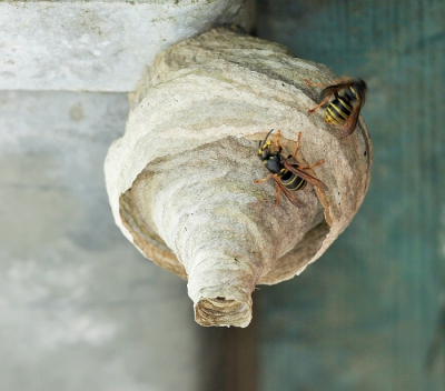 <i class='fa fa-user'></i>&nbsp;Willy&nbsp;|  Middelste Wesp&nbsp; <i class='fa fa-eye'>&nbsp;113</i> &nbsp; <i class='fa fa-comment-o'>&nbsp;3</i>