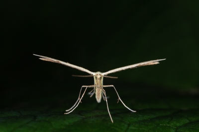 De Dwergvedermot (Adaina microdactyla) is 1 van de kleinste Nederlandse veermotten; Hemp-agrimony Plume (Adaina microdactyla) is the smallest of the British Pterophoridae