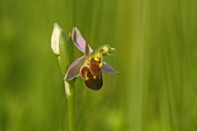 <i class='fa fa-user'></i>&nbsp;Cor&nbsp;|  Bijenorchis&nbsp; <i class='fa fa-eye'>&nbsp;144</i> &nbsp;<i class='fa fa-thumbs-up'>&nbsp;8</i> &nbsp; <i class='fa fa-comment-o'>&nbsp;12</i>