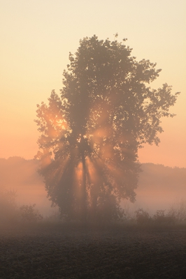 <i class='fa fa-user'></i>&nbsp;koekieman&nbsp;|  Zonsopgang&nbsp; <i class='fa fa-eye'>&nbsp;141</i> &nbsp;<i class='fa fa-thumbs-up'>&nbsp;2</i> &nbsp; <i class='fa fa-comment-o'>&nbsp;5</i>