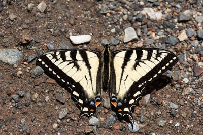 <i class='fa fa-user'></i>&nbsp;Jan Luit&nbsp;|  Papilio canadensis&nbsp; <i class='fa fa-eye'>&nbsp;90</i> &nbsp;<i class='fa fa-thumbs-up'>&nbsp;2</i> &nbsp; <i class='fa fa-comment-o'>&nbsp;4</i>