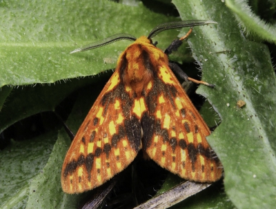 <i class='fa fa-user'></i>&nbsp;Rianne Geelhoed&nbsp;|  Symphlebia perflua rosea&nbsp; <i class='fa fa-eye'>&nbsp;93</i> &nbsp; <i class='fa fa-comment-o'>&nbsp;4</i>