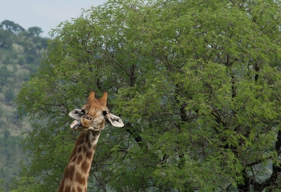 <i class='fa fa-user'></i>&nbsp;Fantabulous&nbsp;|  Giraffe&nbsp; <i class='fa fa-eye'>&nbsp;101</i> &nbsp; <i class='fa fa-comment-o'>&nbsp;3</i>