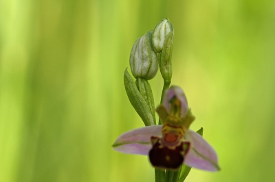 <i class='fa fa-user'></i>&nbsp;Cor&nbsp;|  Bijenorchis&nbsp; <i class='fa fa-eye'>&nbsp;99</i> &nbsp; <i class='fa fa-comment-o'>&nbsp;4</i>