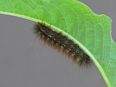 zo nu en dan kijk ik eens in de map van nog op naam te brengen soorten.
Een kennis van mij in Vianen vertelde  destijds over grote aantallen rupsen in de tuin. Alle rupsen zaten op n bepaalde soort tuinplant waarvan ik toen vergeten ben de naam op te zoeken; wellicht kan iemand dit aan de hand van het blad zeggen?
Inmiddels heb ik op basis van foto's de soortnaam van de rups kunnen achterhalen, de Gele Tijger. Deze nachtvlinder had ik al meermalen maal 's ochtends vroeg in Vianen aangetroffen nabij buitenlampen.