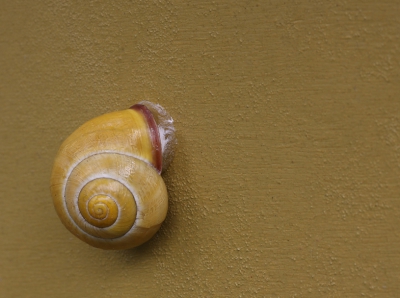 <i class='fa fa-user'></i>&nbsp;Ad Sprang&nbsp;|  Zwartgerande Tuinslak&nbsp; <i class='fa fa-eye'>&nbsp;107</i> &nbsp;<i class='fa fa-thumbs-up'>&nbsp;1</i> &nbsp; <i class='fa fa-comment-o'>&nbsp;4</i>