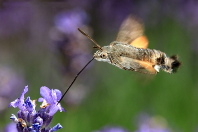 Schitterend weer voor een wandeling door het "Stealduinse bos" in 'S-gravenzande.
Een bezoekje aan de tuin bij de "Oude Koestal" levert voor Macro fotografen geweldige beelden op