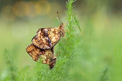 <i class='fa fa-user'></i>&nbsp;gertjan&nbsp;|  Purperstreepparelmoervlinder&nbsp; <i class='fa fa-eye'>&nbsp;132</i> &nbsp; <i class='fa fa-comment-o'>&nbsp;2</i>