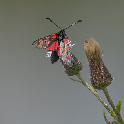 Gisteren voor het eerst een Sint-Jansvlinder kunne fotograferen. Leuk dat er ook nog een insect op de steel zit.