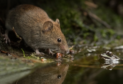 Toen ik in de boshut zat, verscheen er regelmatig een rosse woelmuis om een slokje te drinken.

Het was moeilijk om ze erop te krijgen, want ze zijn ontzettend snel. Daarbij kwam ook nog eens het vrij donkere weer, waardoor de sluitertijden niet echt hoog waren.

Een keer is het gelukt en wat ik niet wist en naderhand pas op de pc zag, is dat de muis oog in oog zat met een groene kikker (helaas onscherp).

7D II + Sigma 120-300 F2.8 S + 1.4 converter.