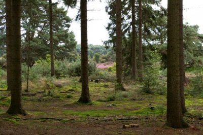 Foto genomen in de bossen nabij het dorp Echten. Zicht op het Echtener Zand (ook wel Echtens Paradies)