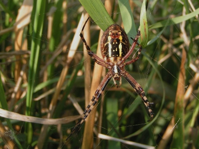 <i class='fa fa-user'></i>&nbsp;huub machiels&nbsp;| Wespspin&nbsp; <i class='fa fa-eye'>&nbsp;507</i> &nbsp; <i class='fa fa-comment-o'>&nbsp;2</i>