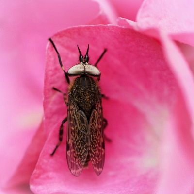 <i class='fa fa-user'></i>&nbsp;Nel R&nbsp;|  Gewone Regendaas&nbsp; <i class='fa fa-eye'>&nbsp;104</i> &nbsp; <i class='fa fa-comment-o'>&nbsp;3</i>