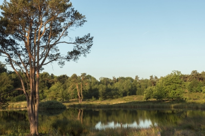 S morgens vroeg, bij ochtendlicht wilde ik de herhaling van de boomstammen vastleggen. De kleuren waren vanzelf zo verzadigd dat ik ze wat getemperd heb.