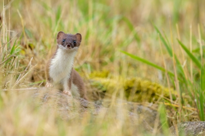 <i class='fa fa-user'></i>&nbsp;jwchess&nbsp;|  Hermelijn&nbsp; <i class='fa fa-eye'>&nbsp;211</i> &nbsp;<i class='fa fa-thumbs-up'>&nbsp;9</i> &nbsp; <i class='fa fa-comment-o'>&nbsp;6</i>
